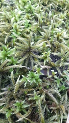 Climacium dendroides