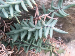 Pellaea ternifolia