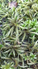 Climacium dendroides