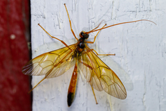 Opheltes glaucopterus