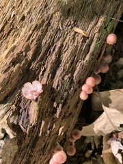 Mycena