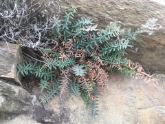 Pellaea ternifolia