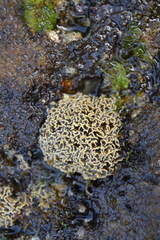 Lithophyllum byssoides