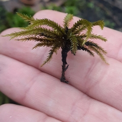 Climacium dendroides