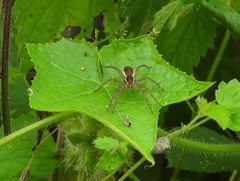 Dolomedes fimbriatus