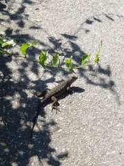 Sceloporus occidentalis