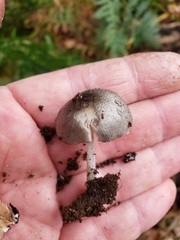 Pluteus salicinus