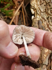 Pluteus salicinus