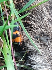 Nicrophorus