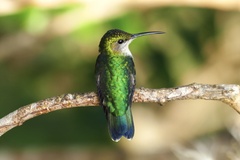 Thalurania furcata