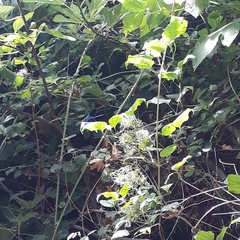 Calopteryx splendens