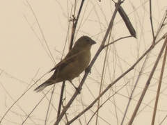 Sporophila