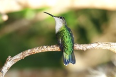 Thalurania furcata