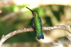 Thalurania furcata
