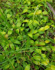 Asparagus asparagoides