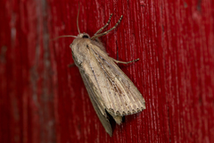 Nonagria typhae