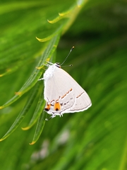 Strymon melinus