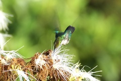 Thalurania furcata