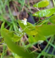 Asparagus asparagoides