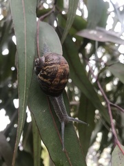 Eucalyptus caesia