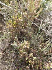 Oedera capensis