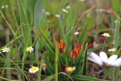 Baeometra uniflora