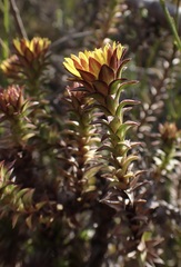 Oedera capensis
