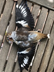 Coccothraustes coccothraustes