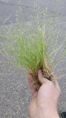 Eragrostis minor