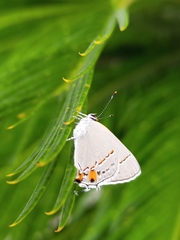 Strymon melinus