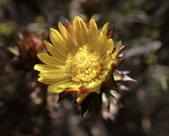 Oedera capensis