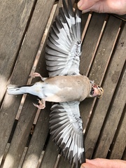 Coccothraustes coccothraustes