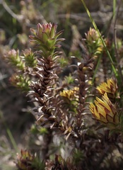 Oedera capensis