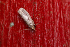 Epinotia brunnichana