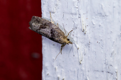 Epinotia brunnichana