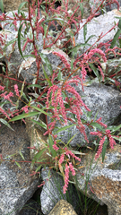 Persicaria lapathifolia