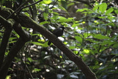 Pterorhinus chinensis