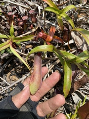 Nepenthes gracilis