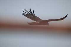 Ictinaetus malaiensis