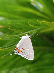 Strymon melinus