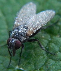 Muscoidea