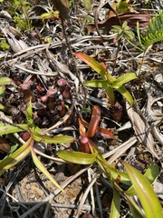 Nepenthes gracilis