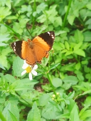Hypanartia godmanii