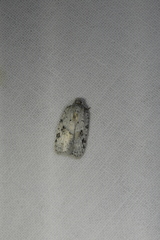 Acleris placidana