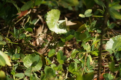 Cissia