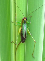 Conocephalus nigropleurum