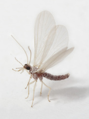 Coniopteryginae