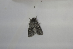 Semioscopis inornata