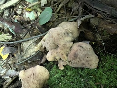 Hapalopilus rutilans