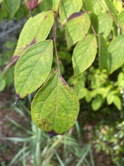 Aralia spinosa